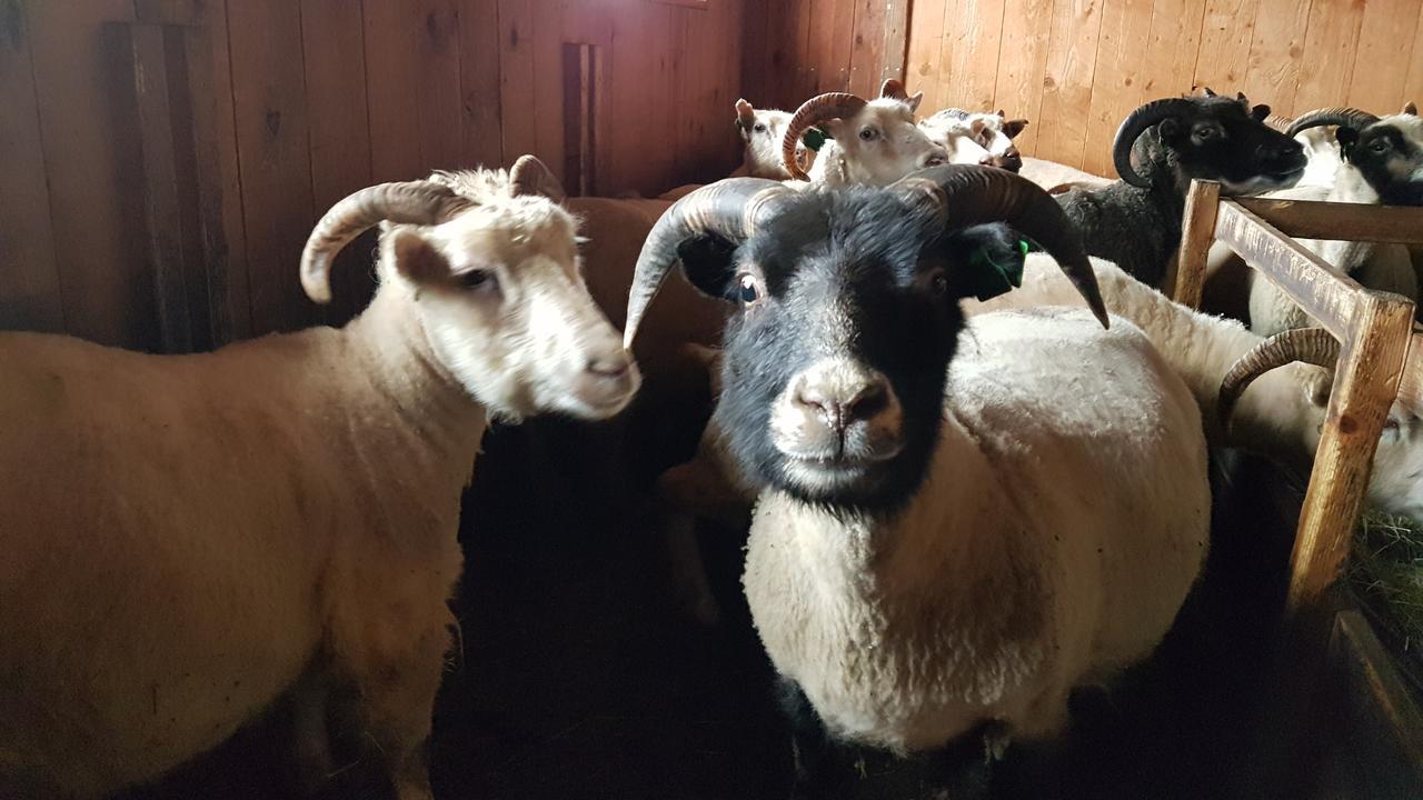 Klara'S Farm Holidays Хелла Экстерьер фото