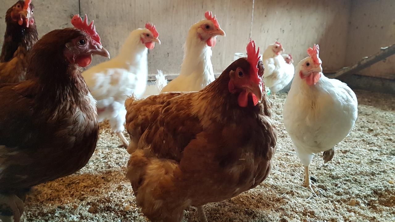 Klara'S Farm Holidays Хелла Экстерьер фото