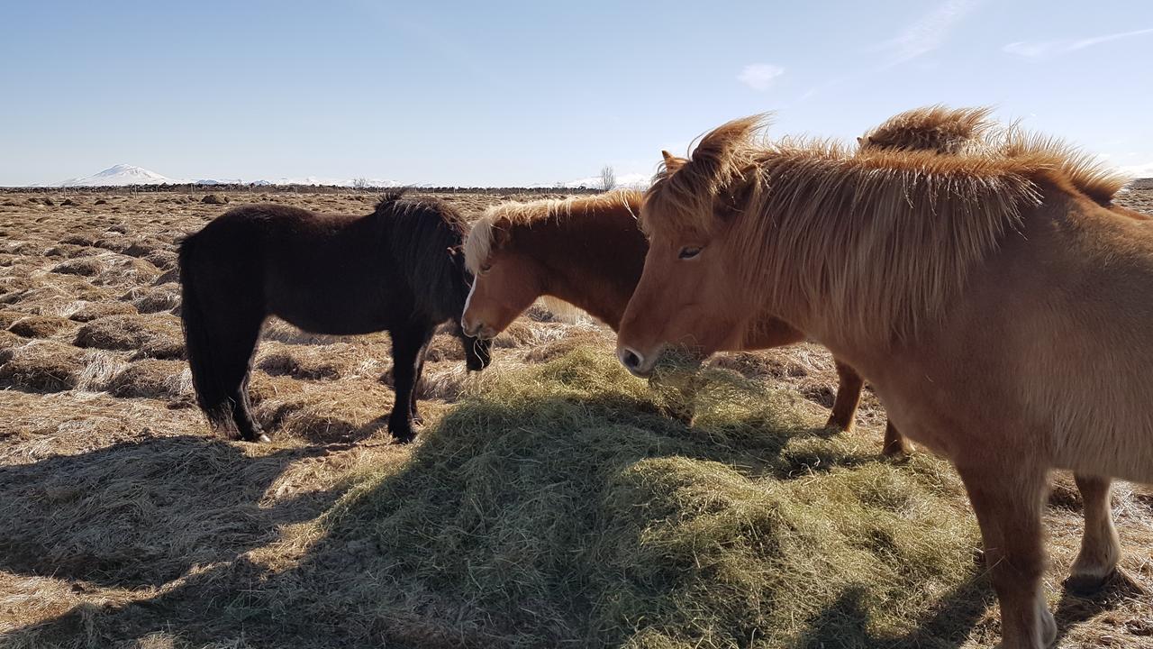 Klara'S Farm Holidays Хелла Экстерьер фото