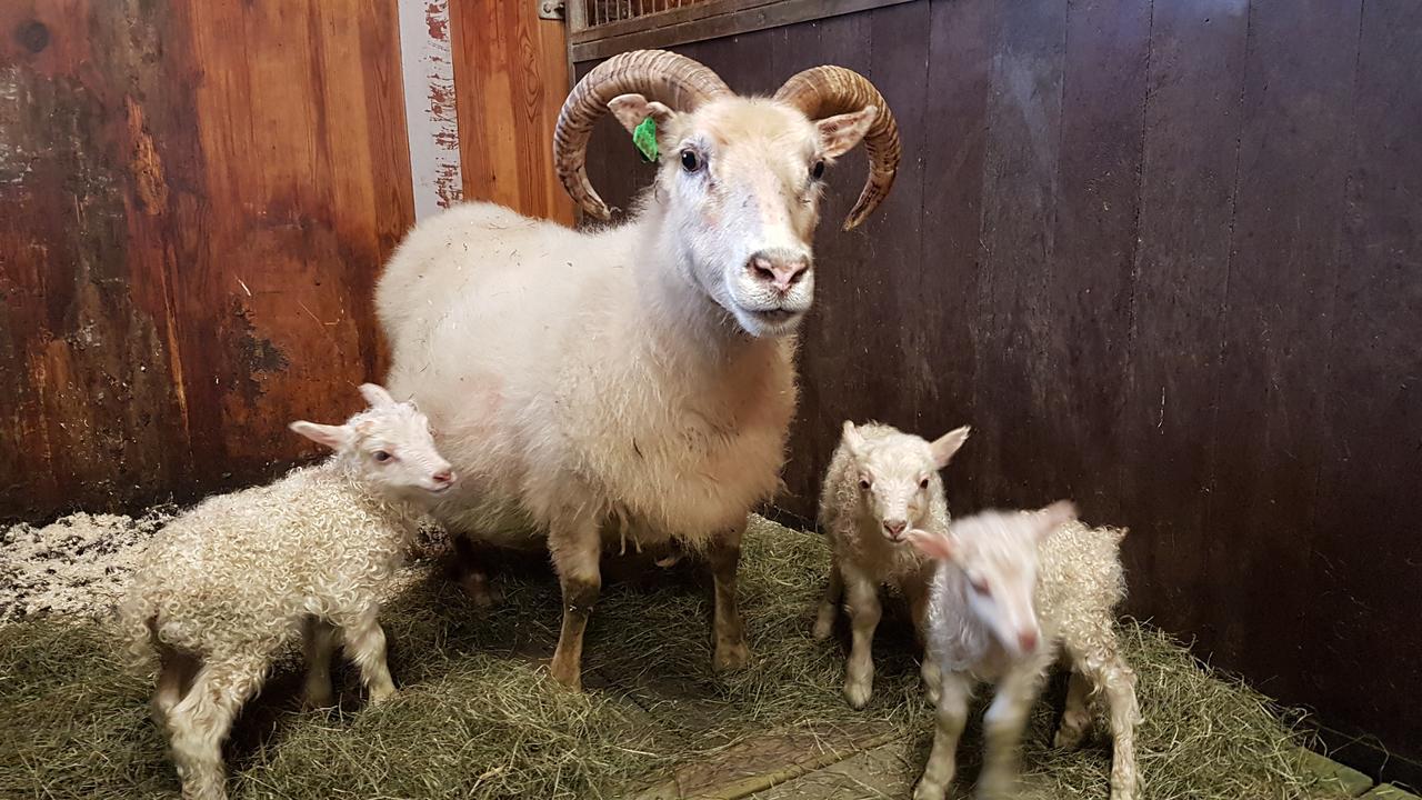 Klara'S Farm Holidays Хелла Экстерьер фото